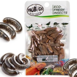 Świeże larwy muchy czarnej - ProBugs Eco-Fresh Black Solider Fly Larvae 20g Świeże larwy muchy czarnej - ProBugs Eco-Fresh Black Solider Fly Larvae 20g