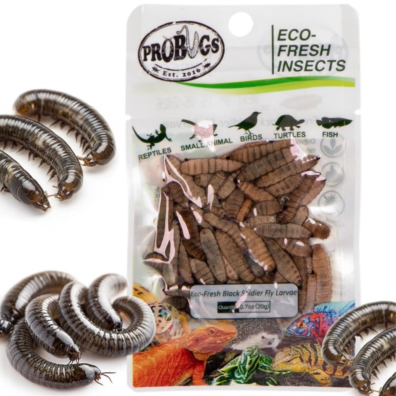 Świeże larwy muchy czarnej - ProBugs Eco-Fresh Black Solider Fly Larvae 20g Świeże larwy muchy czarnej - ProBugs Eco-Fresh Black Solider Fly Larvae 20g
