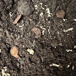 Podłoże dla gekonów orzęsionych New Caledonia Soil