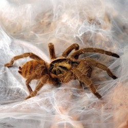 Neoholothele incei
