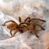 Neoholothele incei