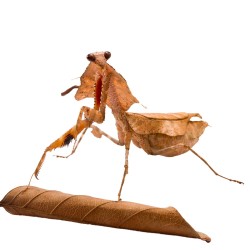 Modliszka Deroplatys lobata