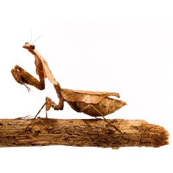 Modliszka Deroplatys lobata