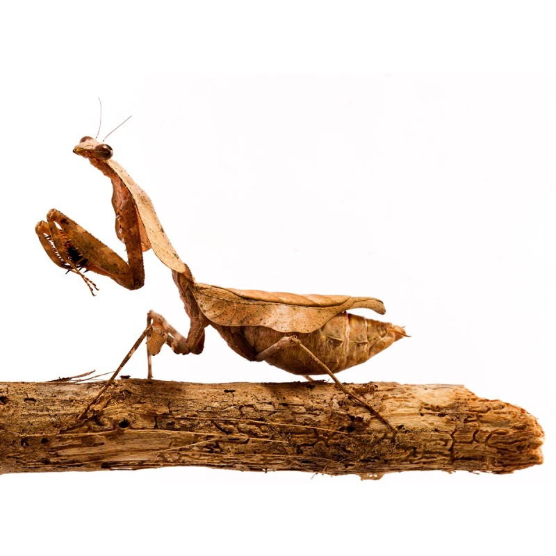 Modliszka Deroplatys lobata