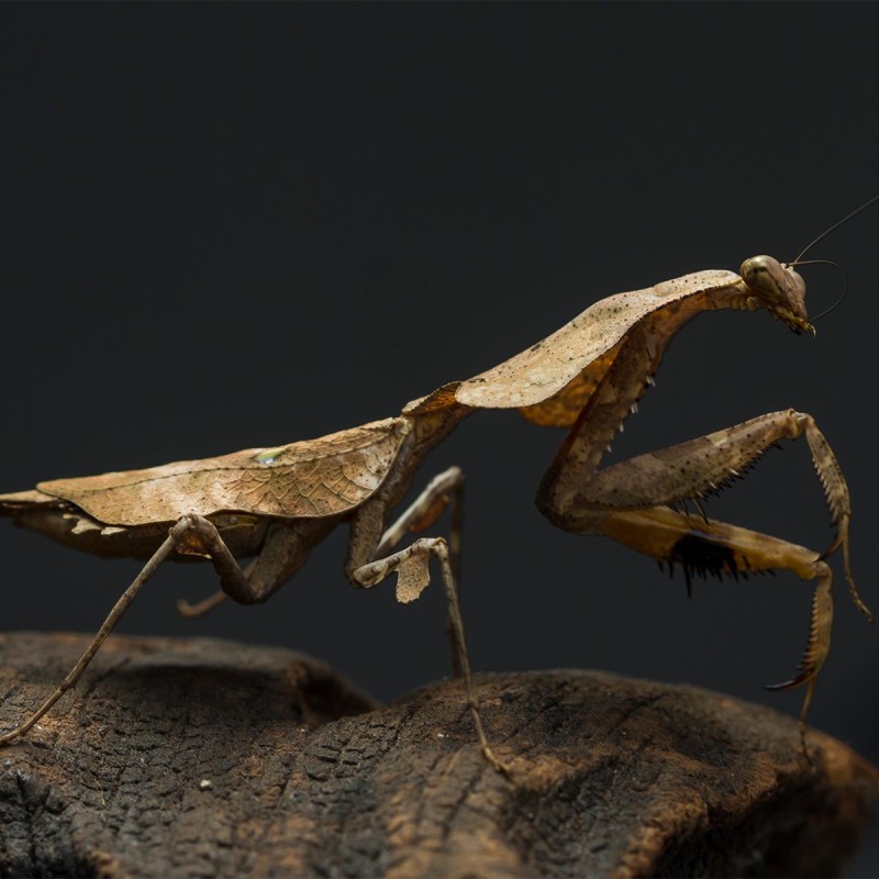 Modliszka Deroplatys lobata
