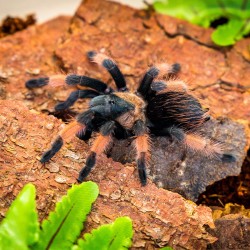 Brachypelma emilia