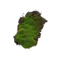 Mech naturalny do terrarium