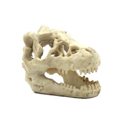 Czaszka Dinozaura Reptile Nova