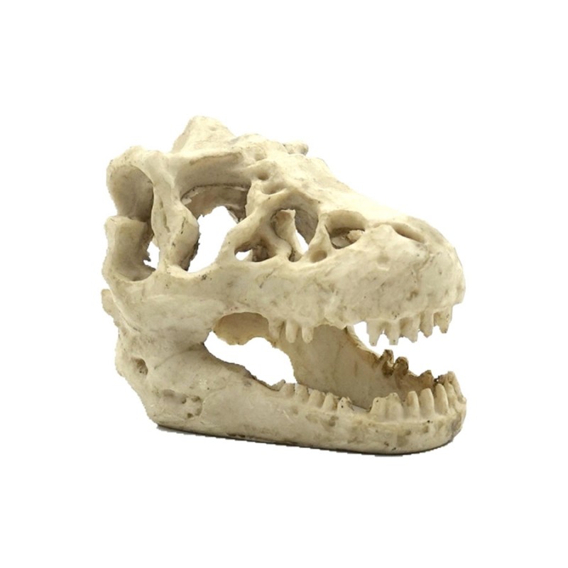 Czaszka Dinozaura Reptile Nova Czaszka Dinozaura Reptile Nova