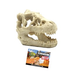Czaszka Dinozaura Reptile Nova Czaszka Dinozaura Reptile Nova