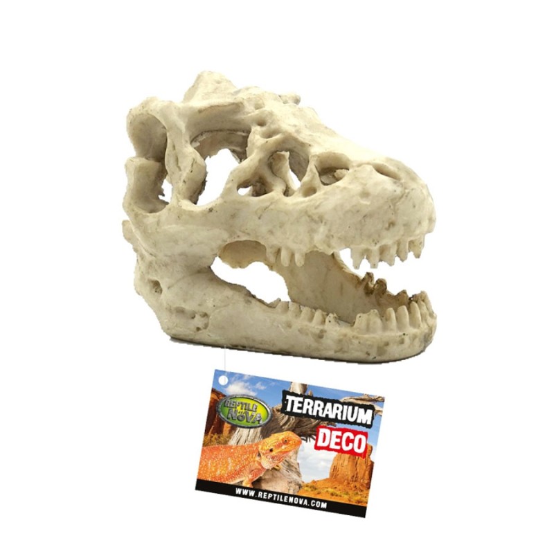 Czaszka Dinozaura Reptile Nova Czaszka Dinozaura Reptile Nova