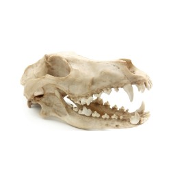 Czaszka Wilka Reptile Nova