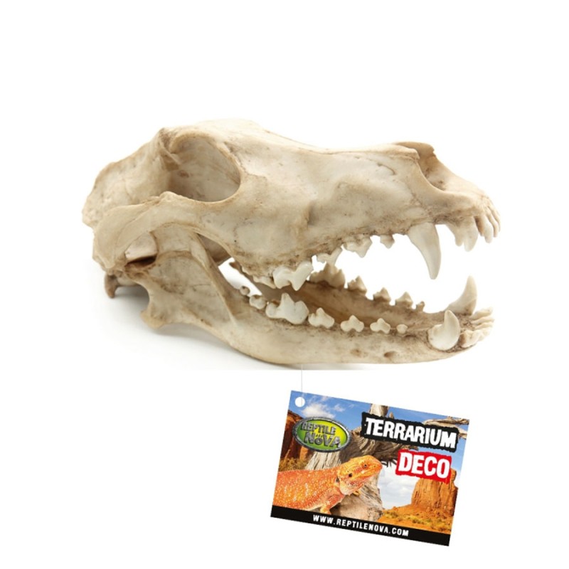 Czaszka Wilka Reptile Nova Czaszka Wilka Reptile Nova