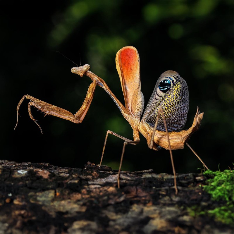 Modliszka Pseudempusa pinnapavonis