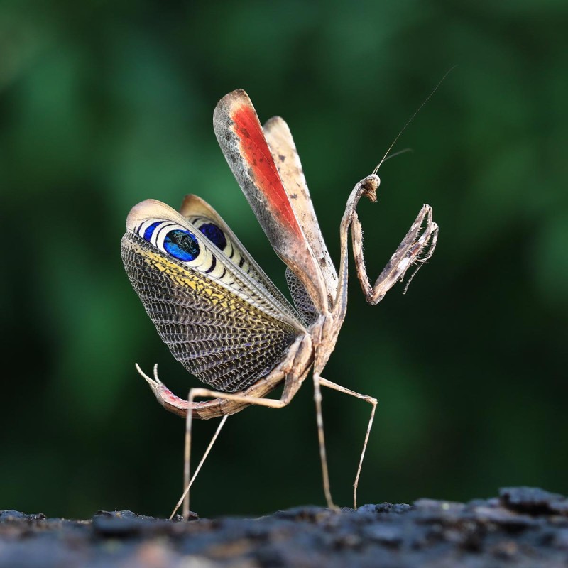 Modliszka Pseudempusa pinnapavonis