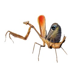 Modliszka Pseudempusa pinnapavonis