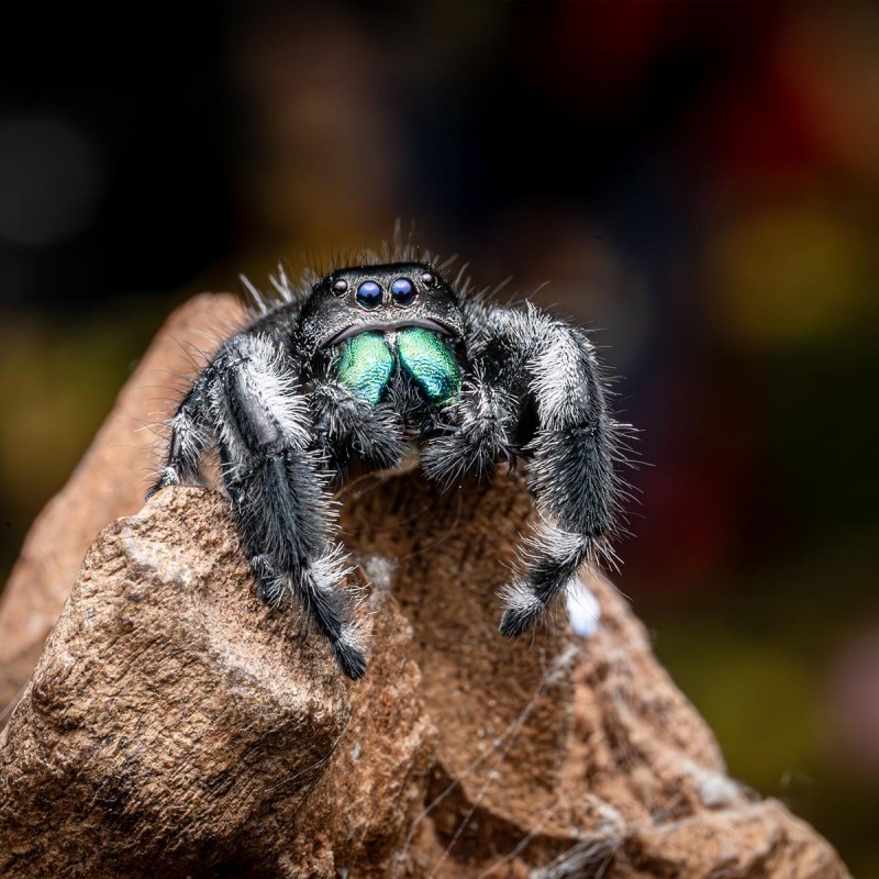 Skakun Królewski Phidippus regius Soroa
