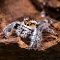 Skakun Królewski Phidippus regius Soroa