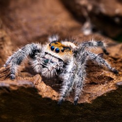 Skakun Królewski Phidippus regius Soroa