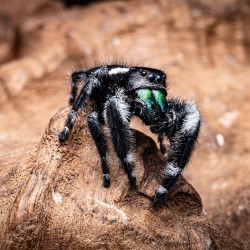 Skakun Królewski Phidippus regius Soroa
