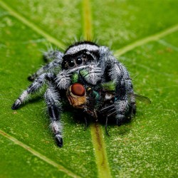 Skakun Królewski Phidippus regius Soroa