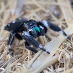 Skakun Phidippus audax
