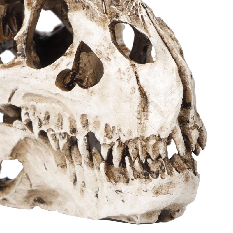 Czaszka Tyranozaura 16cm ATD