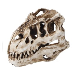 Czaszka Tyranozaura 16cm ATD