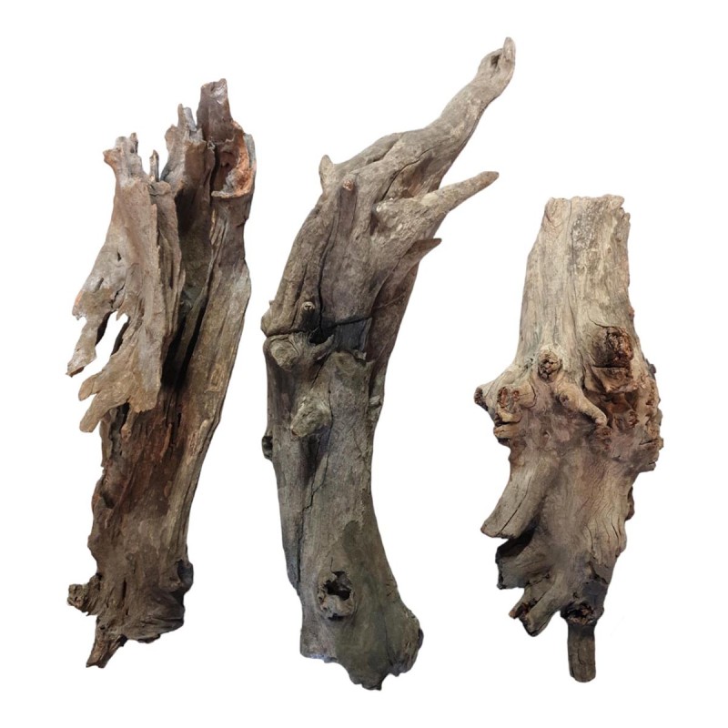 Korzeń Buddha DriftWood