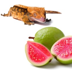 Gecko Nutrition Banan i Guawa