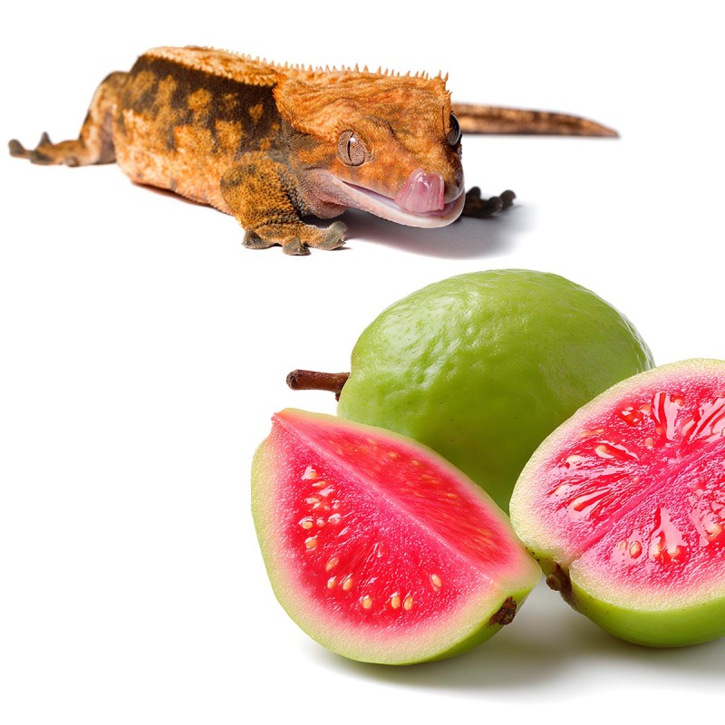 Gecko Nutrition Banan i Guawa