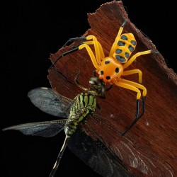 Platythomisus octomaculatus (Pikatchu Spider)