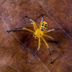Platythomisus octomaculatus (Pikatchu Spider)