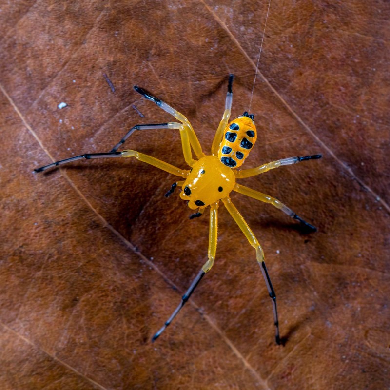 Platythomisus octomaculatus (Pikatchu Spider)
