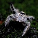 Skakun (Hyllus diardi)