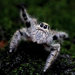 Skakun (Hyllus diardi)