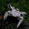 Skakun (Hyllus diardi)