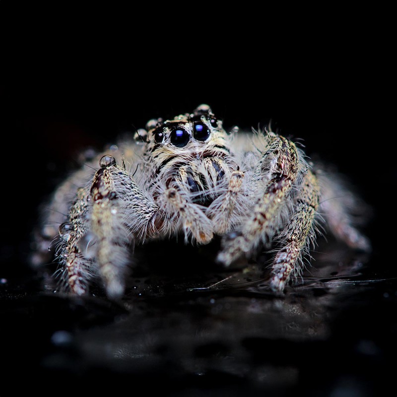 Skakun (Hyllus diardi)