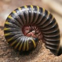 Krocionóg Karaibski (Anadenobolus monilicornis)