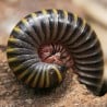 Krocionóg (Anadenobolus monilicornis)