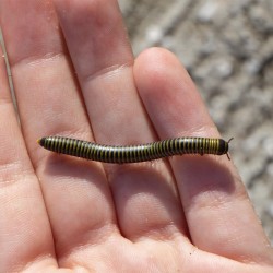 Krocionóg Karaibski (Anadenobolus monilicornis)