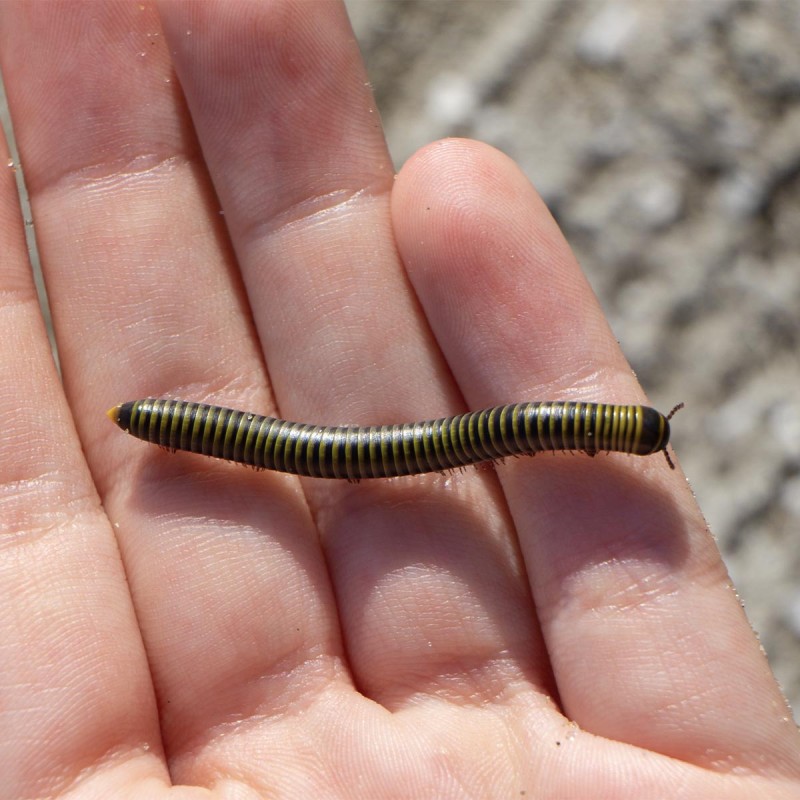 Krocionóg Karaibski (Anadenobolus monilicornis)