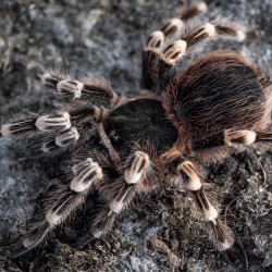 Ptasznik Białokolanowy (Acanthoscurria geniculata)