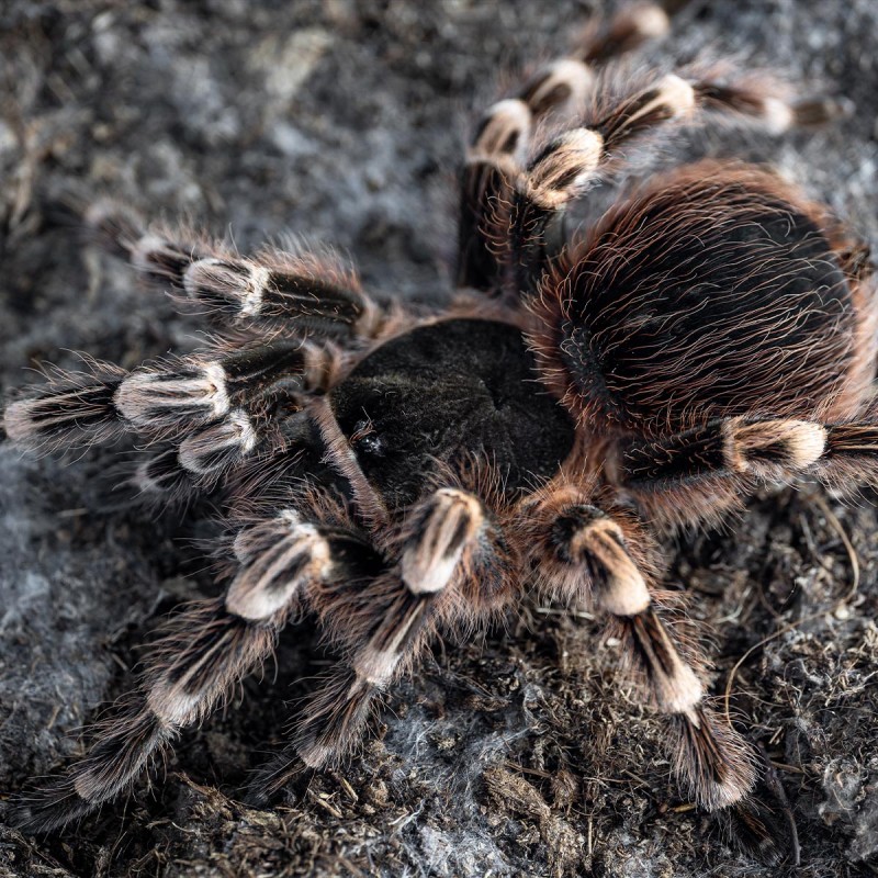 Ptasznik Białokolanowy (Acanthoscurria geniculata)