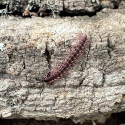 Krocionóg (Desmoxytes planata) Krocionóg (Desmoxytes planata)