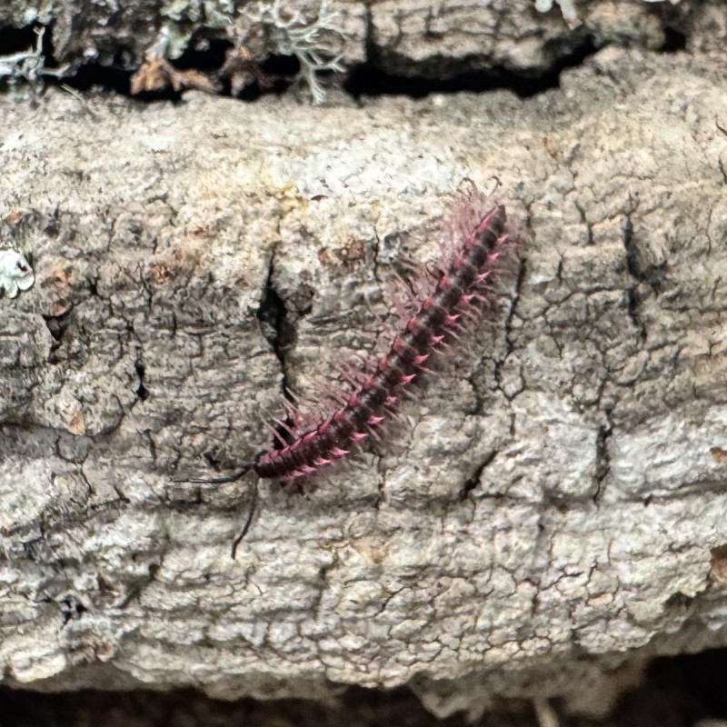 Krocionóg (Desmoxytes planata) Krocionóg (Desmoxytes planata)
