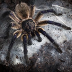 Ptasznik (Monocentropus balfouri)
