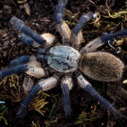 Ptasznik (Monocentropus balfouri)