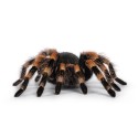 Ptasznik Czerwonokolanowy (Brachypelma hamorii)