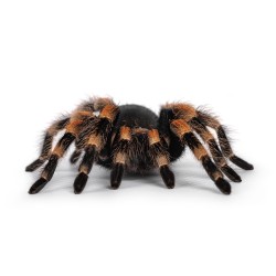 Ptasznik Czerwonokolanowy (Brachypelma hamorii)